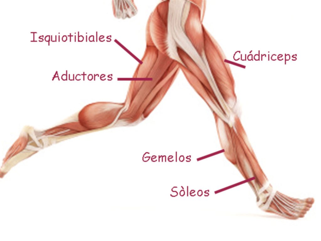 Músculos de la pierna